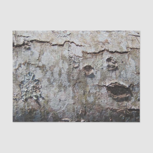 Young Maple Tree Bark 0041 Seidenpapier (Vorderseite)