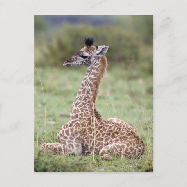 Young Masai Giraffe (Giraffa camelopardalis) Postkarte (Vorderseite)