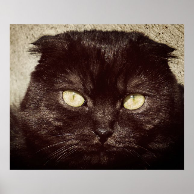 Young Munchkin Kitten Face Poster (Vorne)