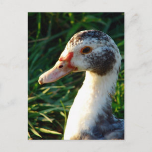 Young Muscovy Hen Duck Postkarte