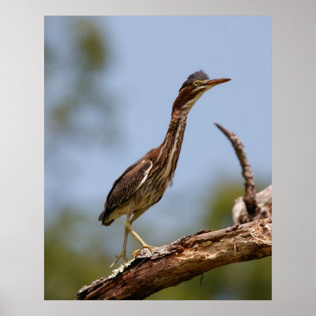 Young One Poster (Vorne)