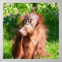 Young Orangutan Deep in Thread