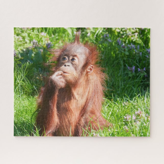 Young Orangutan Deep in Thread Puzzle (Horizontal)