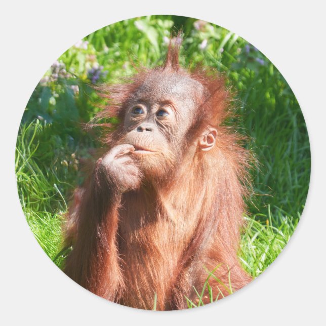 Young Orangutan Deep in Thread Runder Aufkleber (Vorderseite)