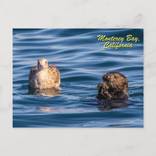 Young Otter Monterey Bay, California Postcard Postkarte