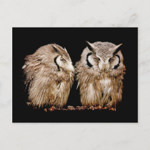 Young Owlets Postkarte