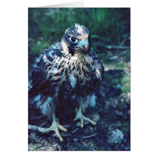 Young Peregrine (Vorne)