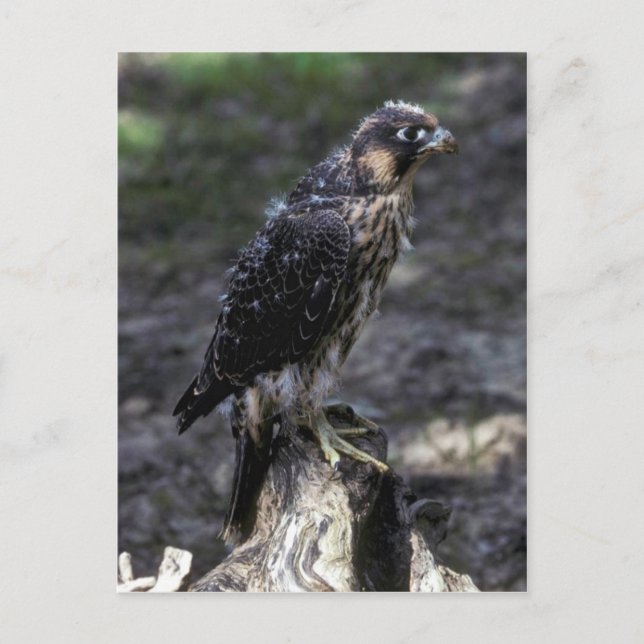 Young Peregrine Falcon Postkarte (Vorderseite)