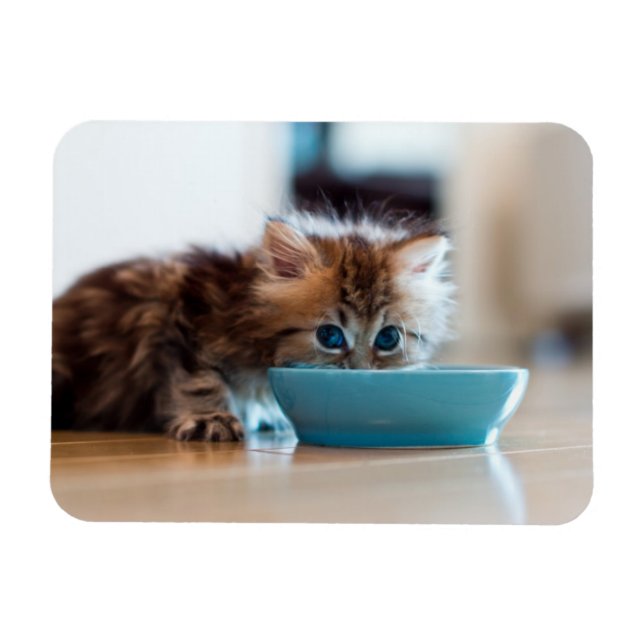 Young Persian Kitten Magnet (Horizontal)