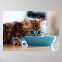 Young Persian Kitten
