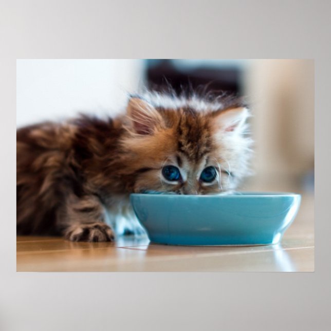 Young Persian Kitten Poster (Vorne)