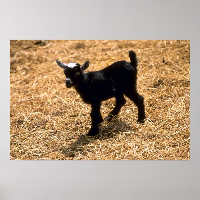 Young Pigmy Goat Poster (Vorne)