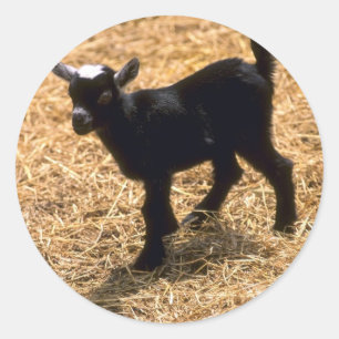 Young Pigmy Goat Runder Aufkleber