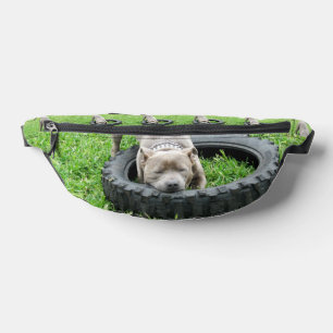 Young Playful Staffordshire Bull Terrier, Bauchtasche