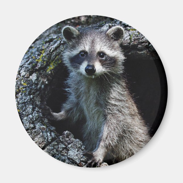 Young Raccoon Magnet (Vorne)