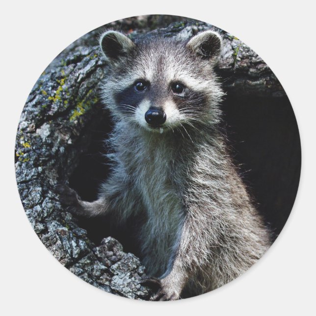 Young Raccoon Runder Aufkleber (Vorderseite)