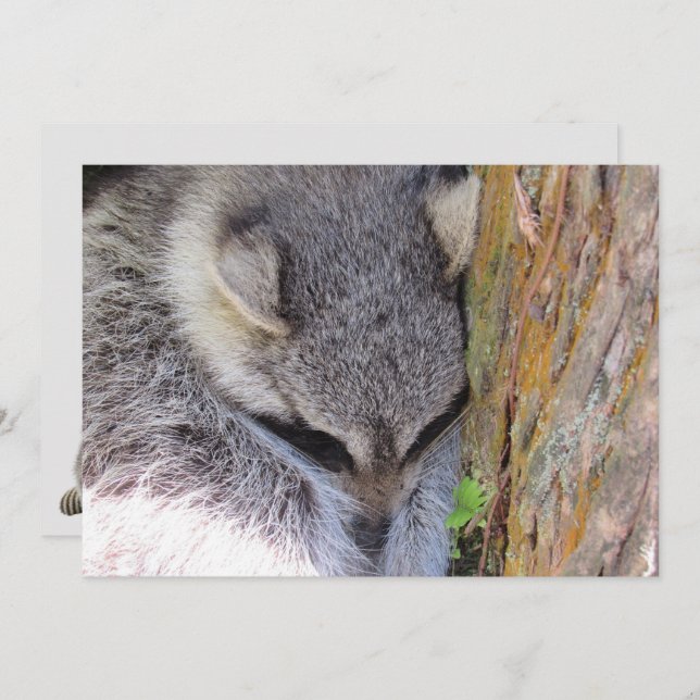 Young Raccoon Sleeping Flat Card (Vorne/Hinten)