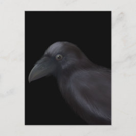 Young Raven Postkarte