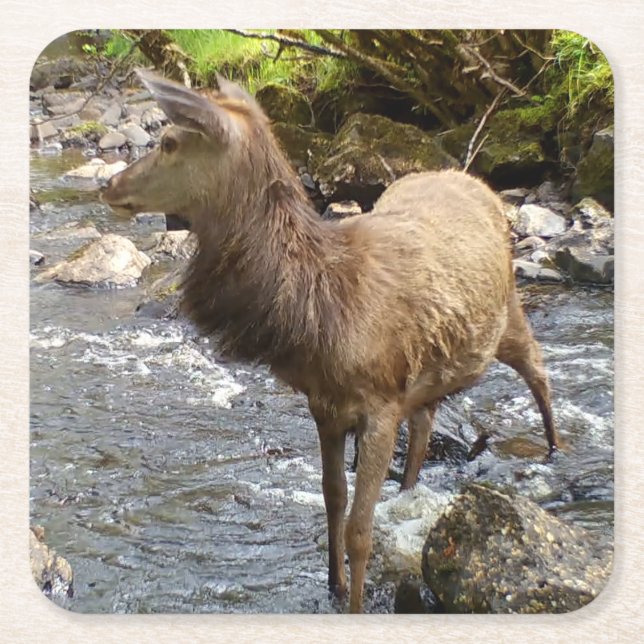 Young Red Deer am Fluss Rechteckiger Pappuntersetzer (Vorderseite)