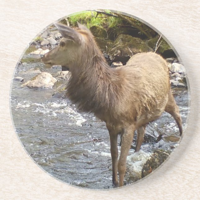 Young Red Deer am Sandstone Untersetzer (Vorne)