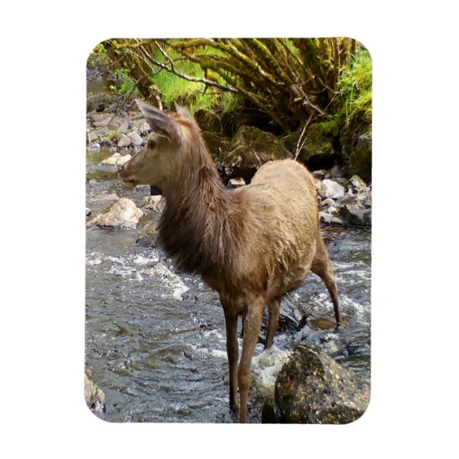 Young Red Deer on River Flexi Foto Magnet (Vertikal)