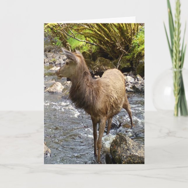 Young Red Deer Stag Grußkarte Text hinzufügen Karte (Vorderseite)