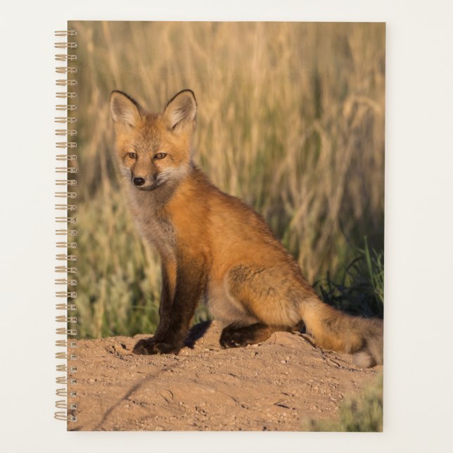 Young Red Fox bei Golden Hour Planer (Vorderseite)