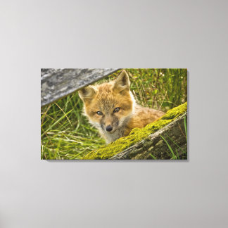 Young Red Fox durch den Zaun auf San Juan Leinwanddruck