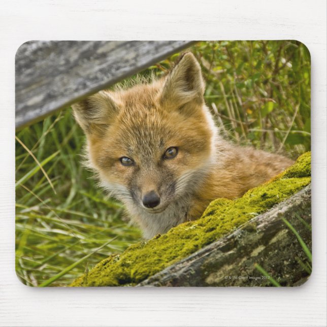 Young Red Fox durch den Zaun auf San Juan Mousepad (Vorne)