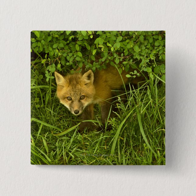 Young Red Fox kommt aus dem Verstecken in Büschen Button (Vorderseite)