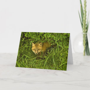 Young Red Fox kommt aus dem Verstecken in Büschen Karte