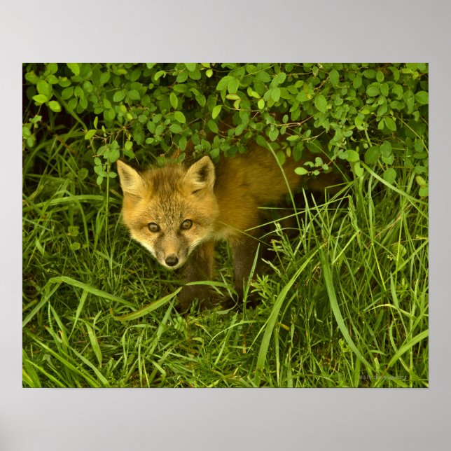 Young Red Fox kommt aus dem Verstecken in Büschen Poster (Vorne)