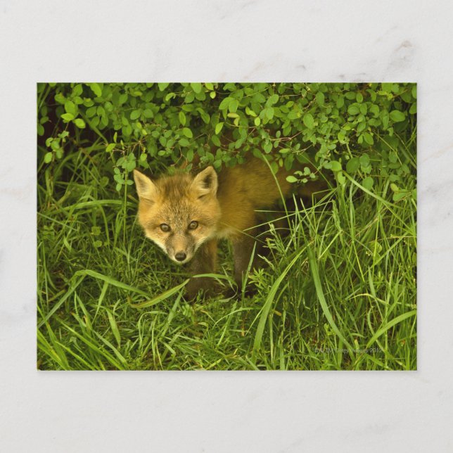 Young Red Fox kommt aus dem Verstecken in Büschen Postkarte (Vorderseite)