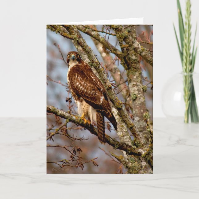 Young Red-tails Hawk Danke-Card Dankeskarte (Vorderseite)