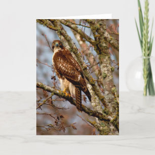 Young Red-tails Hawk Danke-Card Dankeskarte