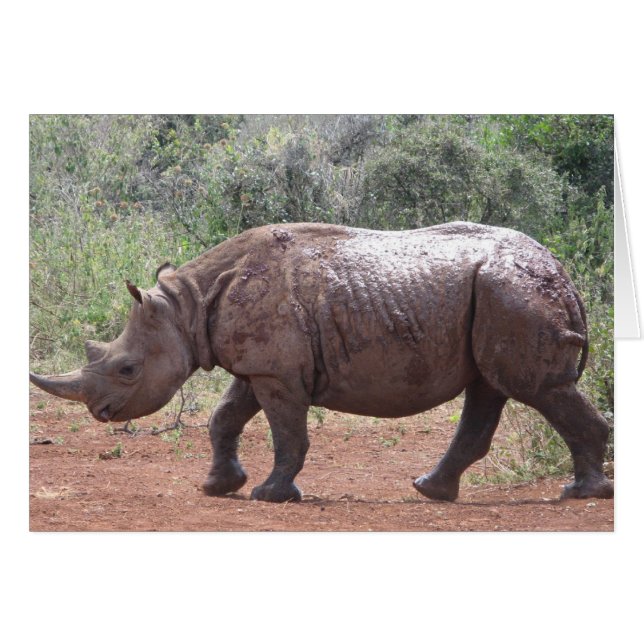 Young Rhino (Vorderseite (Horizontal))
