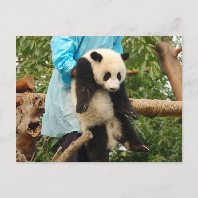 Young Riese Panda Postcard Postkarte (Vorderseite)