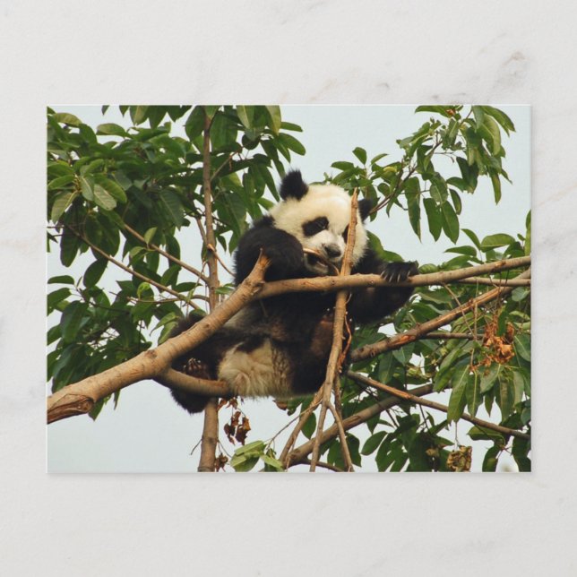Young Riese Panda Postcard Postkarte (Vorderseite)