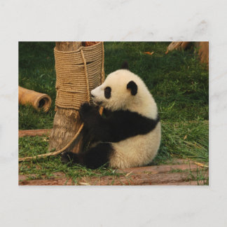 Young Riese Panda Postkarte