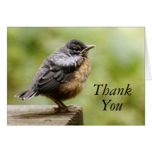 Young Robin