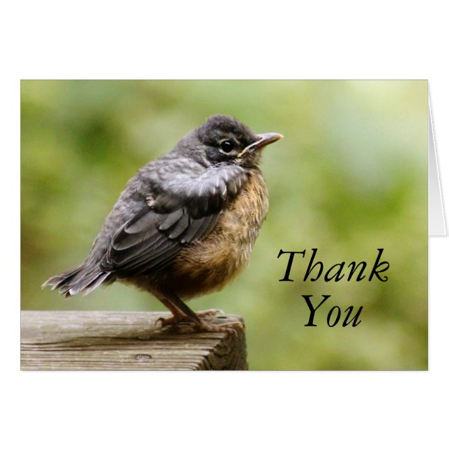 Young Robin (Vorderseite (Horizontal))