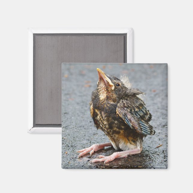Young Robin Magnet (Vorderseite/Rückseite)