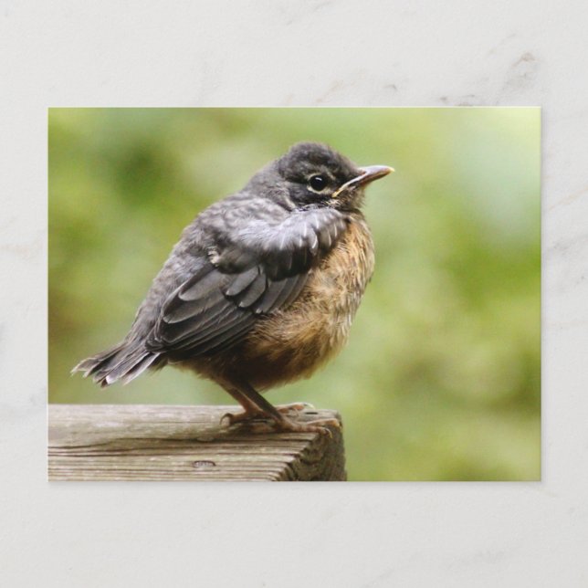 Young Robin Postkarte (Vorderseite)