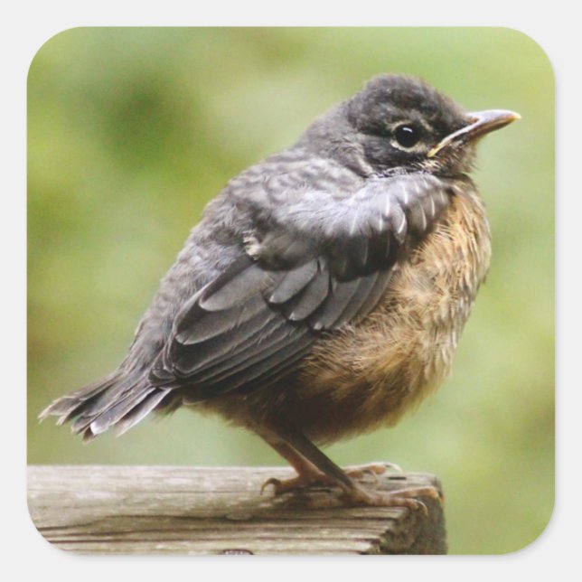 Young Robin Quadratischer Aufkleber (Vorderseite)