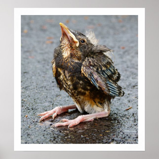 Young Robin Sitting Poster (Vorne)