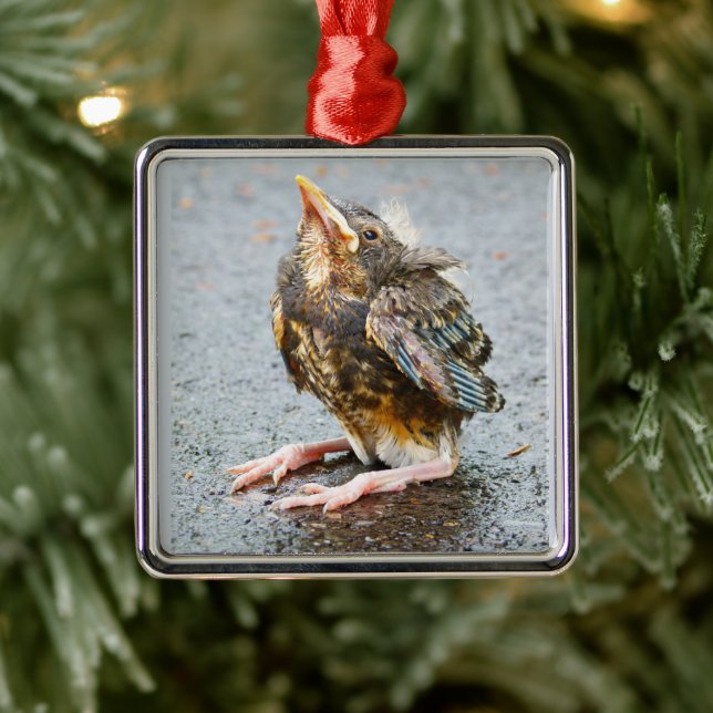 Young Robin sucht nach Ornamenten Silbernes Ornament (Baum)