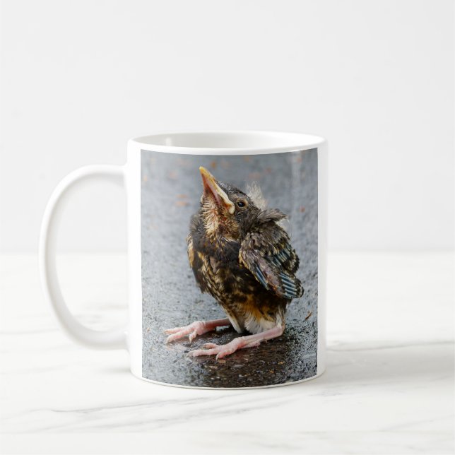 Young Robin sucht Tasse (Links)
