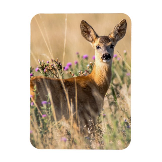 Young Roe Deer in Meadow Magnet (Vertikal)