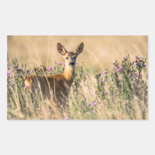 Young Roe Deer in Meadow Rechteckiger Aufkleber