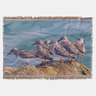 Young Ruddy Turnstones Decke